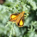 Image of Zabulon Skipper