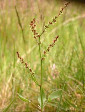 Image of Sheep's Sorrel