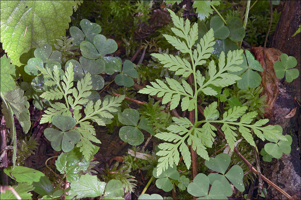 Image of rattlesnake fern