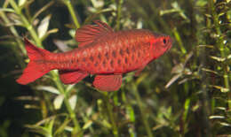 Image of Spotted barbs