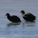 Image of Horned Coot