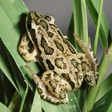 Image of Boreal Chorus Frog