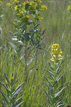 Sivun Euphorbia lucida Waldst. & Kit. kuva