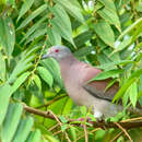 Image de Pigeon rousset