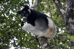 Image of indris, sifakas and woolly lemurs