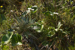 Image of Celmisia semicordata Petrie