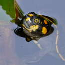 Image of Yellow-headed sideneck turtle