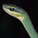 Image of Emerald Snake
