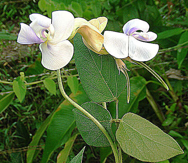 Image of cowpea