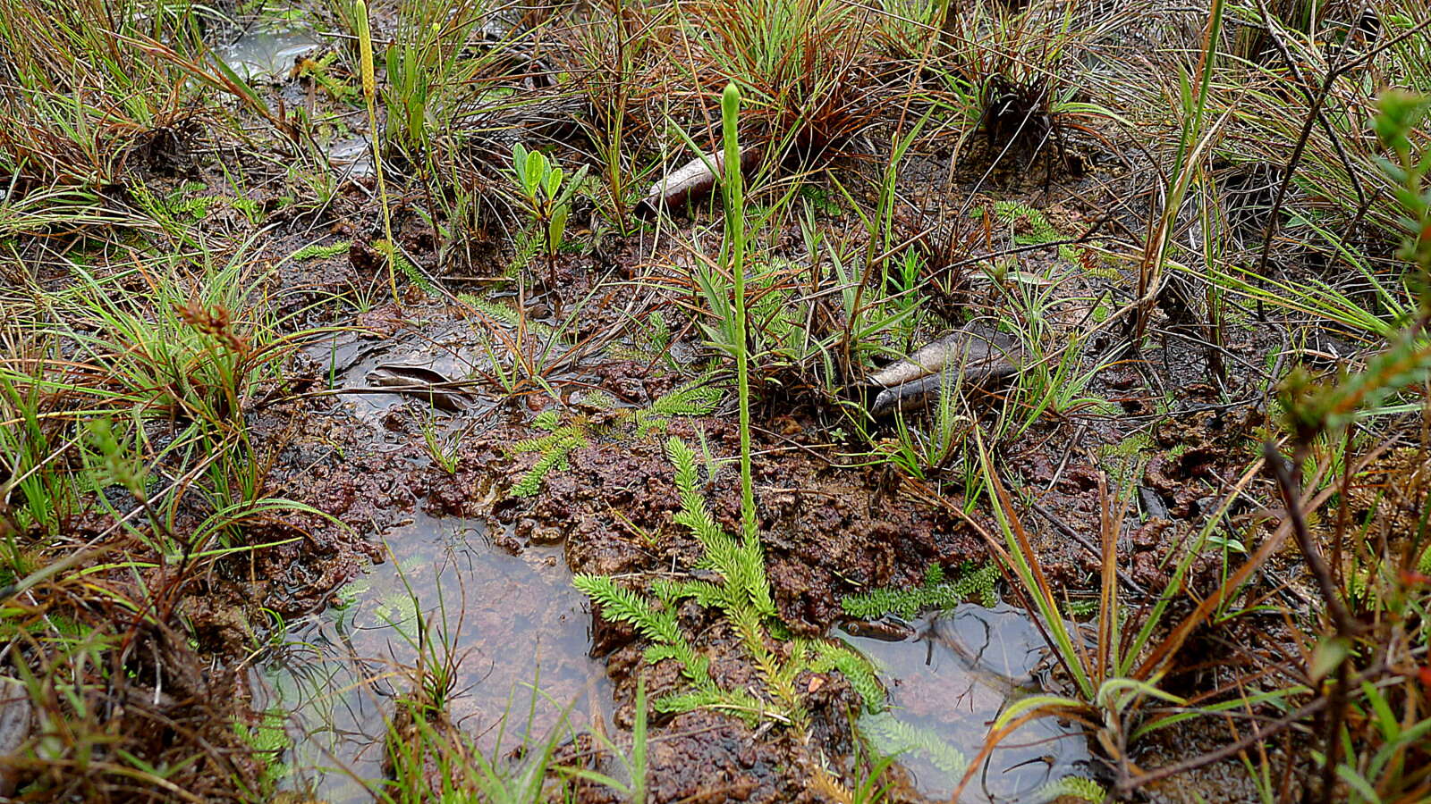 Imagem de Pseudolycopodiella caroliniana (L.) Holub