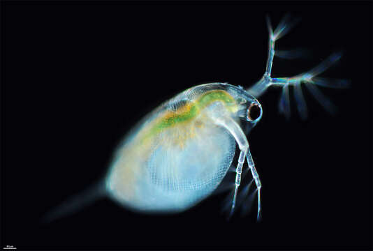 Image of long-tailed waterflea