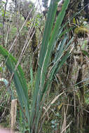 Image of Chusquea stuebelii (Pilg.) L. G. Clark