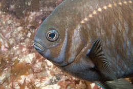 Image of Common scalyfin