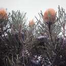 Image of Banksia hookeriana Meissn.