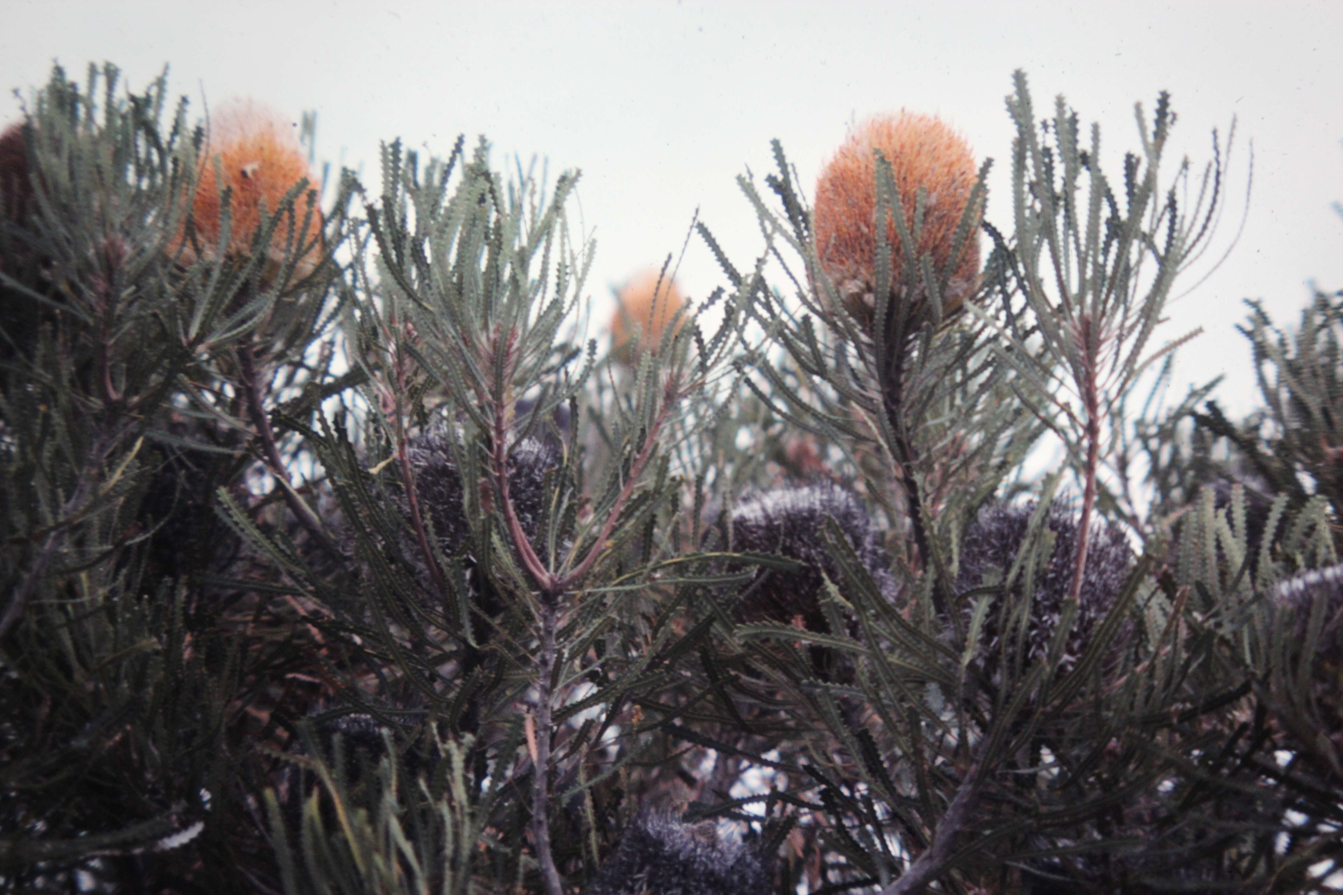 Image of banksia