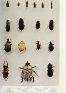 Image of Vivid Metallic Ground Beetles