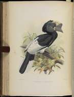 Image of Bycanistes subcylindricus subquadratus Cabanis & Schutt 1880