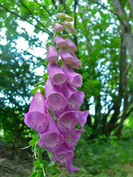 Image of Foxglove