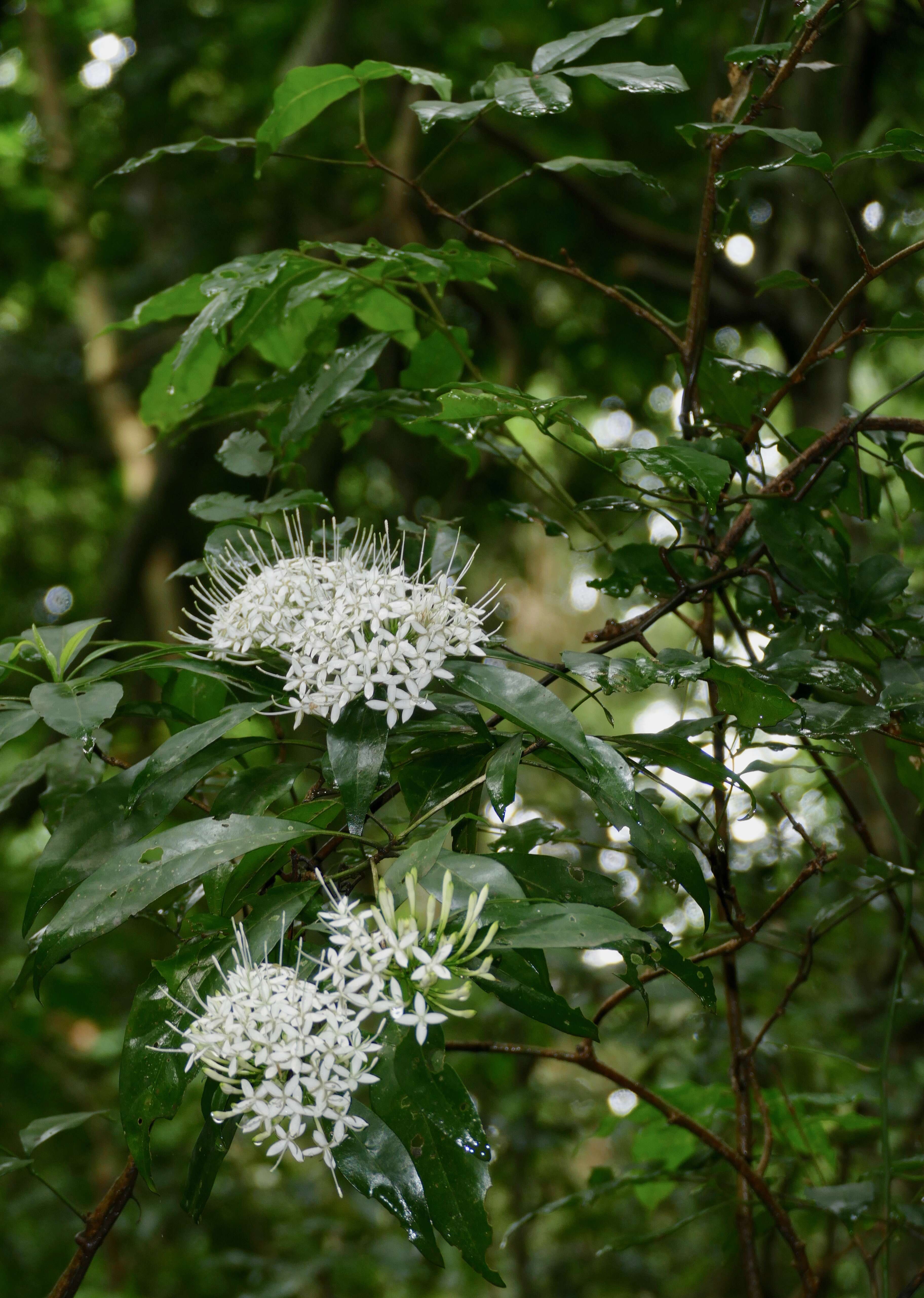 Image of Bride's Bushes