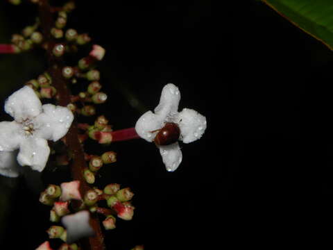 Imagem de Gonzalagunia brenesii Standl.