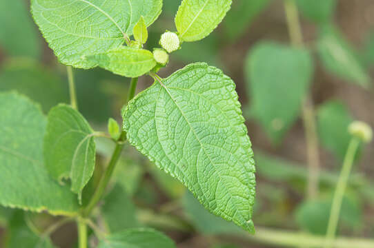 Image of squarestem