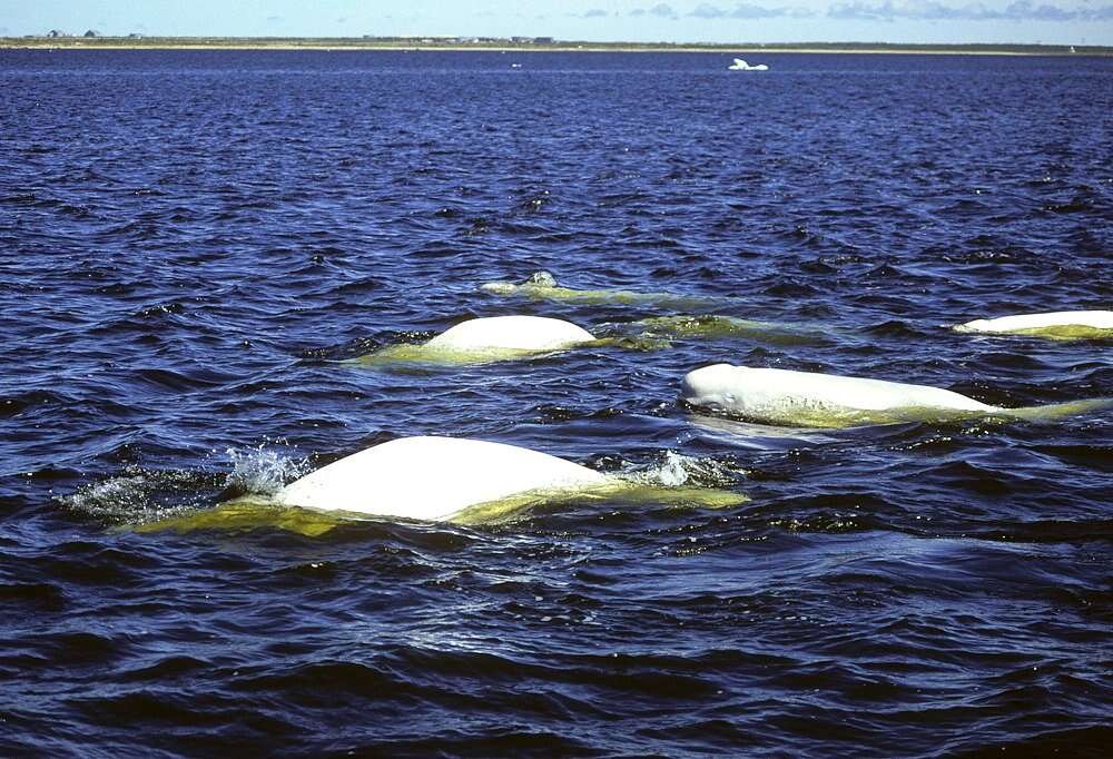 Beluga Whale Delphinapterus leucas (Pallas, 1776)