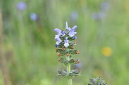 Image of verbena sage