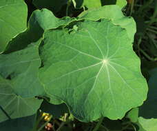 Image of nasturtium