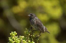 Image of Medium Ground Finch