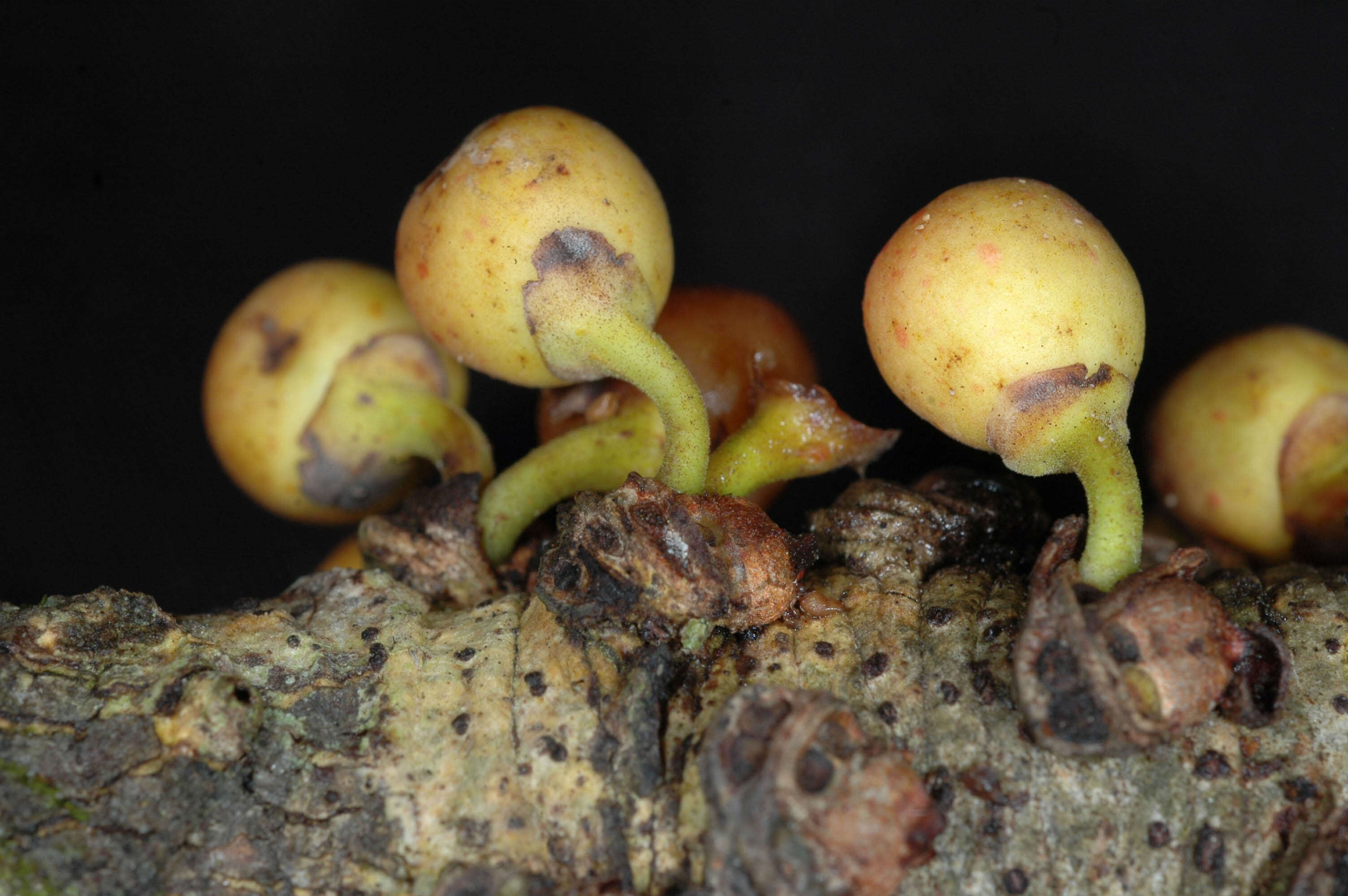 Image of Ficus caballina Standl.