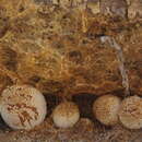 Image of Coprinellus domesticus (Bolton) Vilgalys, Hopple & Jacq. Johnson 2001