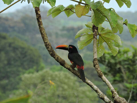 Image of Fiery-billed Aracari