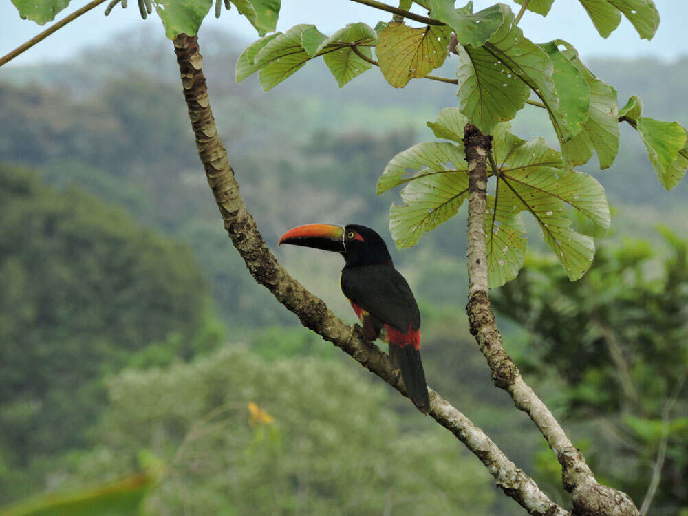 Image of Aracari