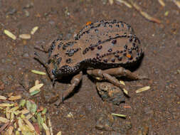 Image of Amachla sulcicollis