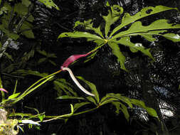 Image of Anthurium clavigerum Poepp.