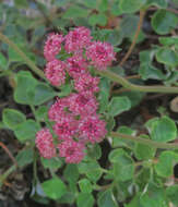 Image of Snow Mountain buckwheat