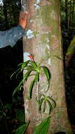 Image of tufted airplant