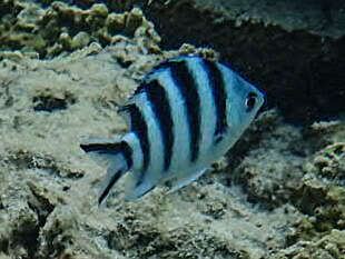 Image of Sergeant Fish