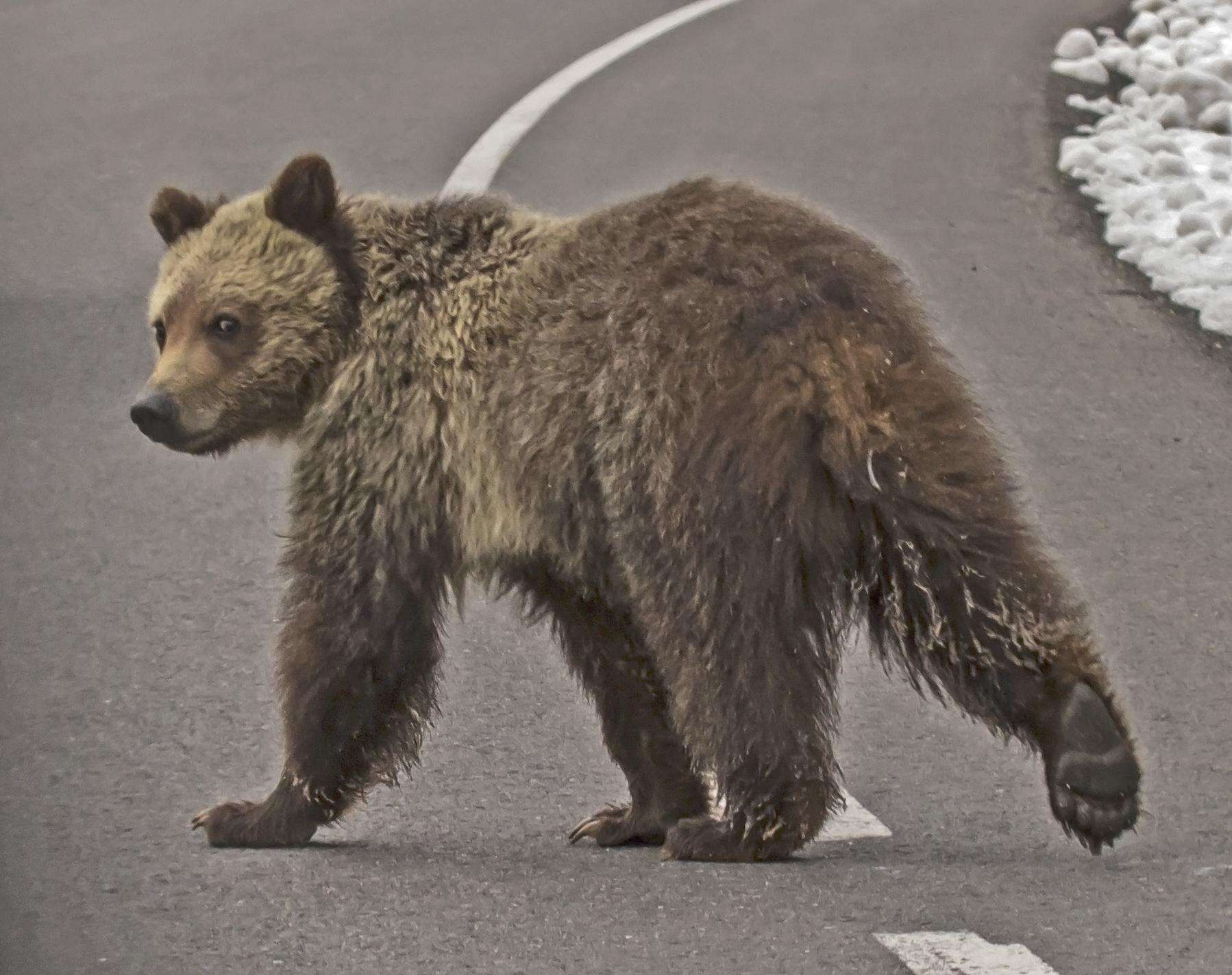 Image of grizzly bear