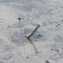 Image of Bearded goby