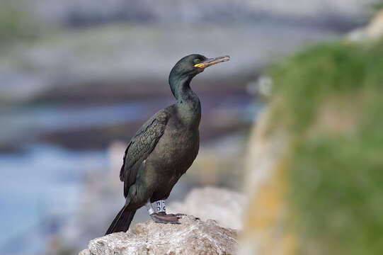 Image of European Shag