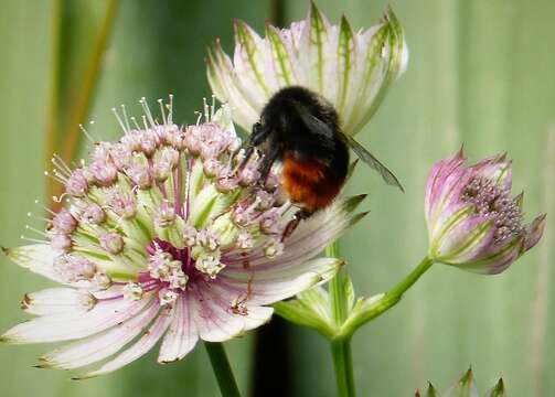 Image of Bumblebees