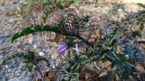 Image of Solanum prinophyllum Dun.