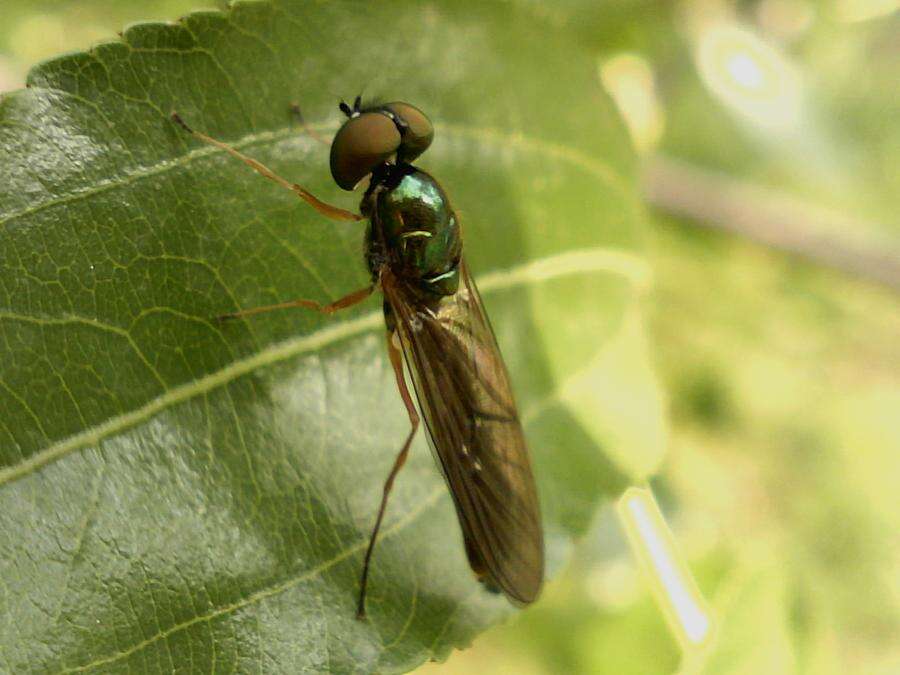 Image of Sargus bipunctatus (Scopoli 1763)