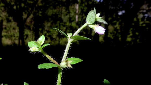 Image of Acisanthera hedyotidea (C. Presl) Triana