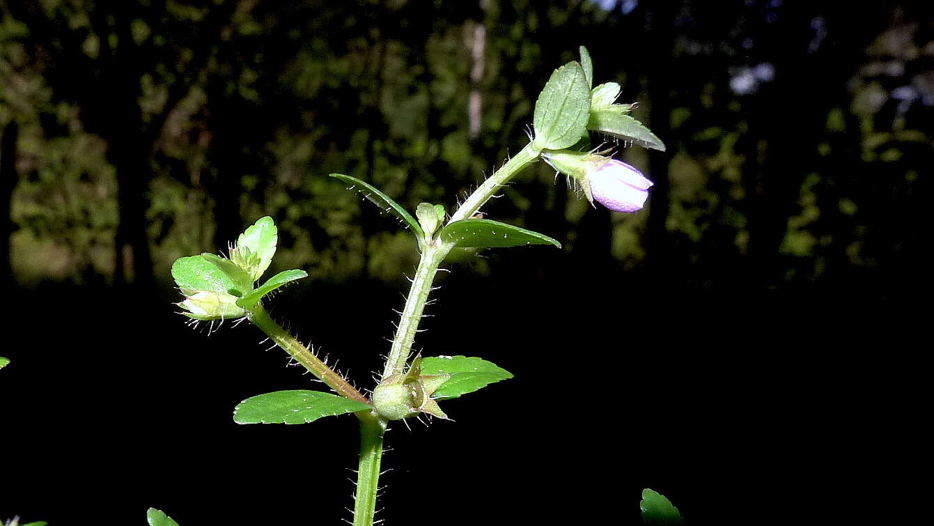 Imagem de Acisanthera hedyotidea (C. Presl) Triana