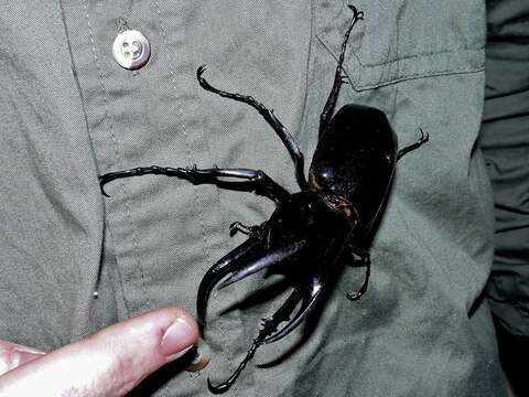 Image of Rhinoceros beetle