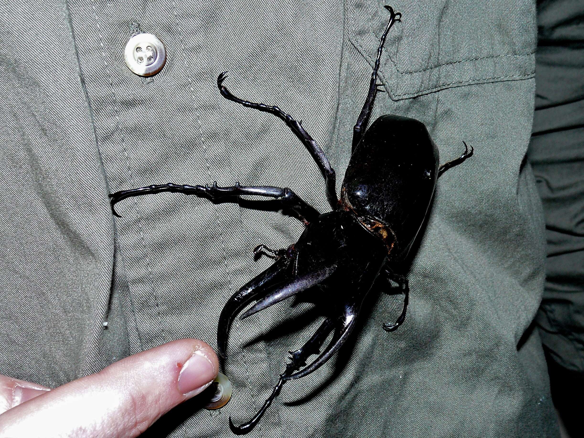 Image of Chalcosoma