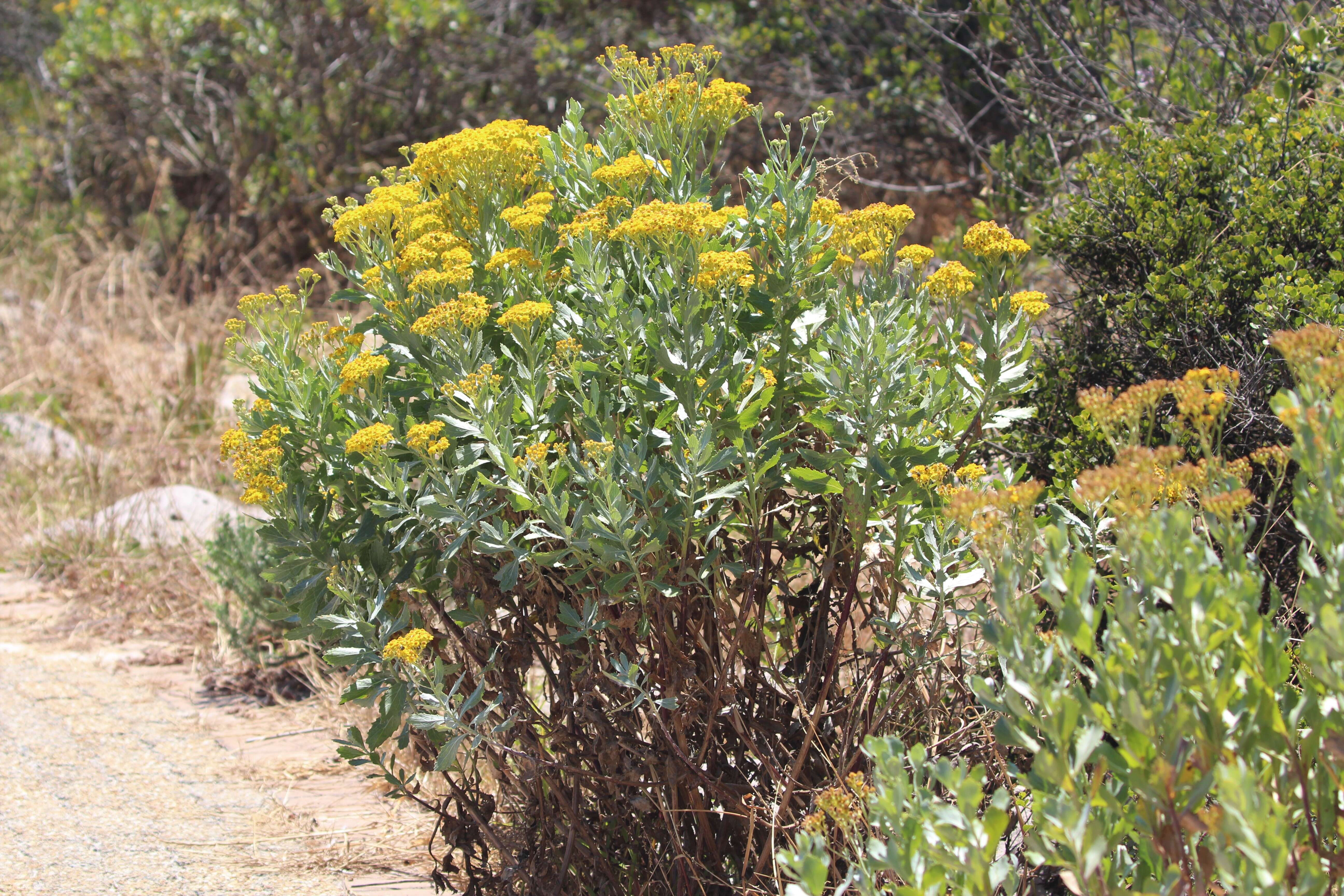 Image of daisybush