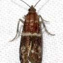 Image of Darker Moodna Moth